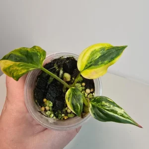 Variegated Philodendron Mican Aurea Live Plant - Rare Collector's Houseplant - Image 3