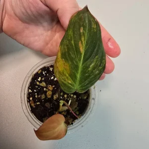 Variegated Philodendron Mican Aurea Live Plant - Rare Collector Houseplant in Nursery Pot - Image 3