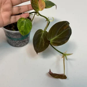 Variegated Philodendron Mican Aurea Live Plant - Rare Collector Philodendron - Potted Houseplant - Image 3