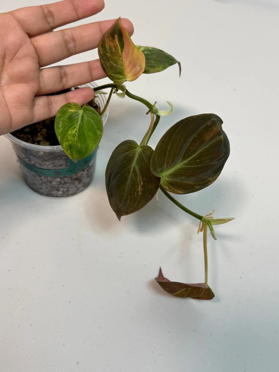 Variegated Philodendron Mican Aurea Live Plant - Rare Collector Philodendron - Potted Houseplant - Image 3