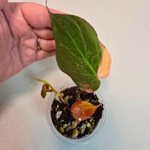 Variegated Philodendron Mican Aurea Live Plant - Rare Collector Philodendron - Potted Houseplant - Image 3