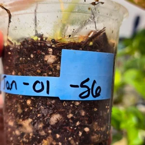 Variegated Philodendron Mican Aurea Live Plant - Rare Collector Houseplant in Nursery Pot - Image 3