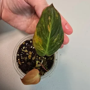 Variegated Philodendron Mican Aurea Live Plant – Rare Collector Houseplant in Nursery Pot - Image 3