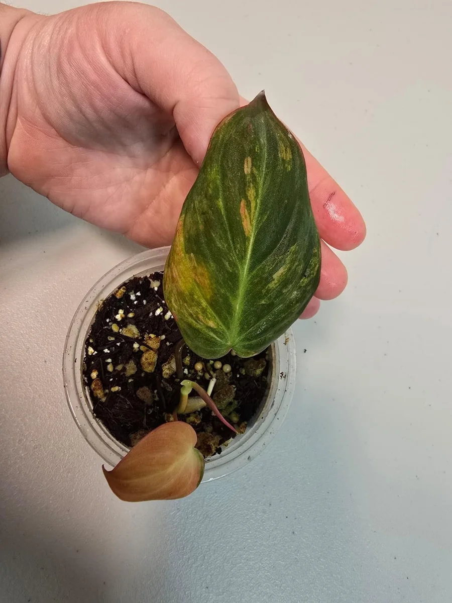 Variegated Philodendron Mican Aurea Live Plant – Rare Collector Houseplant in Nursery Pot - Image 3