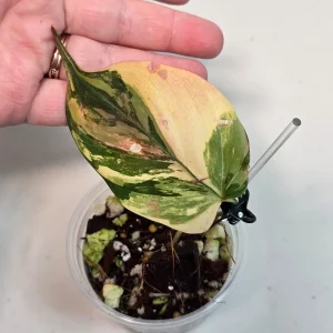 Variegated Philodendron Mican Aurea Live Plant - Rare Collector Plant in Nursery Pot - Image 3