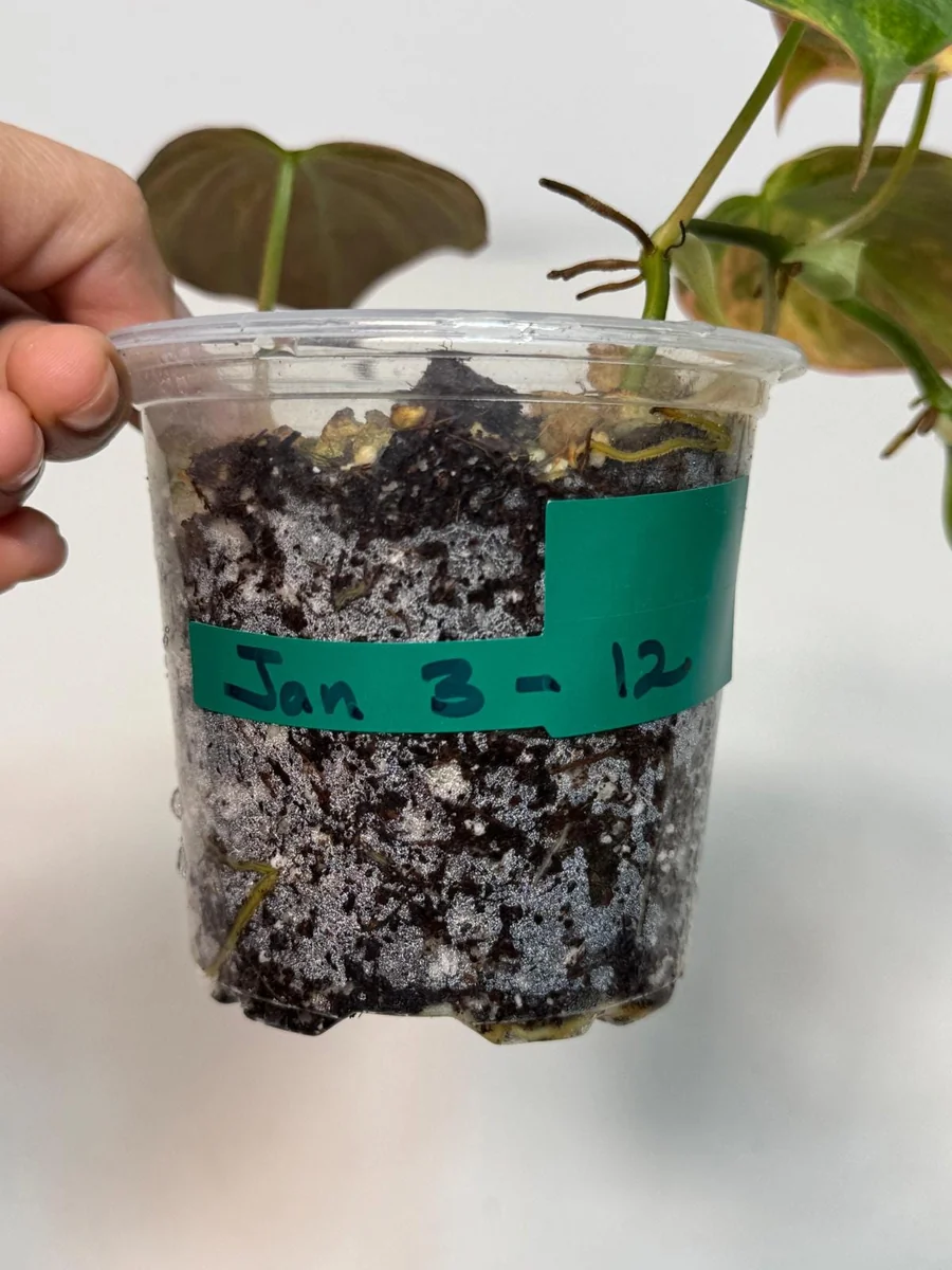 Variegated Philodendron Mican Aurea Live Plant - Rare Collector Philodendron - Potted Houseplant - Image 4