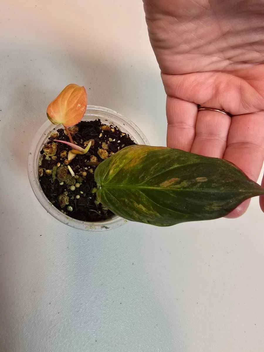 Variegated Philodendron Mican Aurea Live Plant – Rare Collector Houseplant in Nursery Pot - Image 4