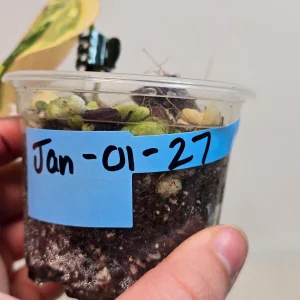 Variegated Philodendron Mican Aurea Live Plant - Rare Collector Plant in Nursery Pot - Image 4