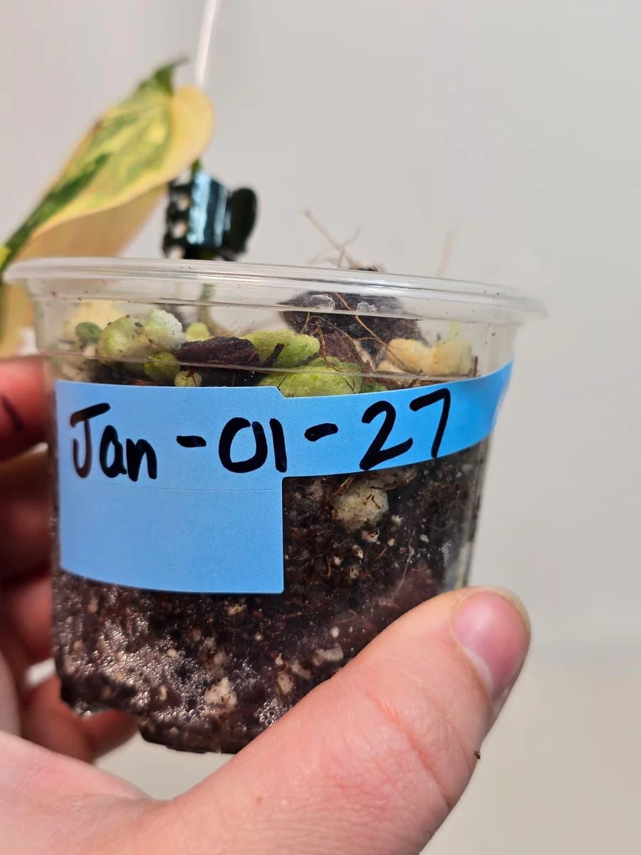 Variegated Philodendron Mican Aurea Live Plant - Rare Collector Plant in Nursery Pot - Image 4