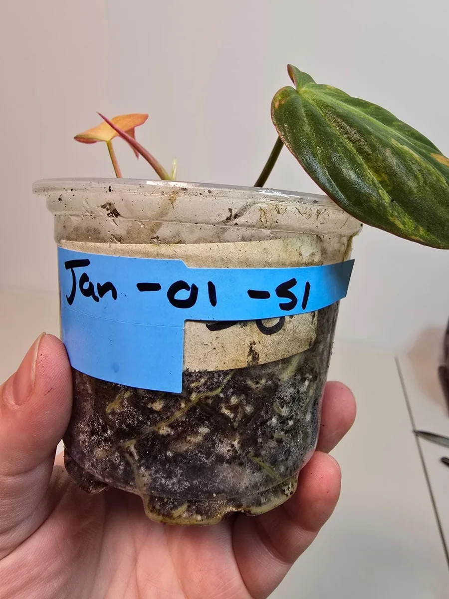 Variegated Philodendron Mican Aurea Live Plant – Rare Collector Houseplant in Nursery Pot - Image 5