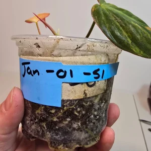 Variegated Philodendron Mican Aurea Live Plant - Rare Collector Houseplant in Nursery Pot - Image 5