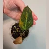 Variegated Philodendron Mican Aurea Live Plant - Rare Collector Houseplant in Nursery Pot - Image 1