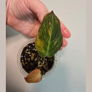 Variegated Philodendron Mican Aurea Live Plant - Rare Collector Houseplant in Nursery Pot - Image 1