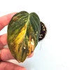 Variegated Philodendron Mican Aurea Live Plant - Rare Collector's Houseplant - Image 1