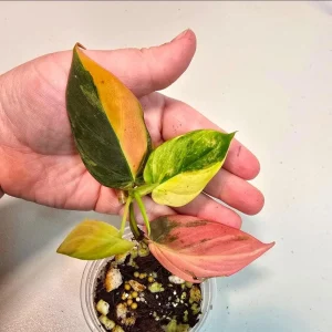 Variegated Philodendron Mican Aurea Live Plant - Rare Collector Houseplant in Nursery Pot - Image 1