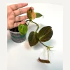 Variegated Philodendron Mican Aurea Live Plant - Rare Collector Philodendron - Potted Houseplant - Image 1