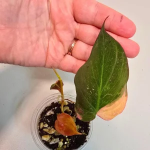 Variegated Philodendron Micans Aurea Live Plant - Rare Collector Houseplant in Nursery Pot - Image 2