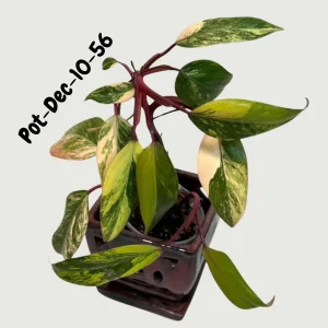 Variegated Philodendron Strawberry Shake Live Plant - Rare Pink & Yellow Foliage Houseplant - Image 10