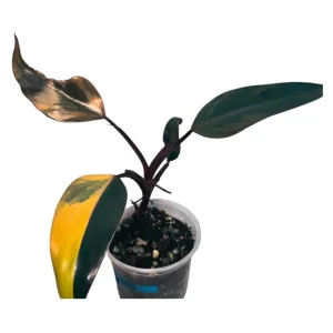 Variegated Philodendron Strawberry Shake Live Plant - Rare Pink Aroid Houseplant - Image 1