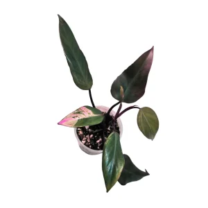 Variegated Philodendron Strawberry Shake Live Plant - Rare Pink Houseplant - Image 1