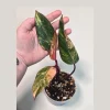 Variegated Philodendron Strawberry Shake Live Plant - Rare Indoor Houseplant - Image 1