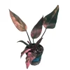 Variegated Philodendron Strawberry Shake Live Plant - Rare Pink Aroid Houseplant - Image 1