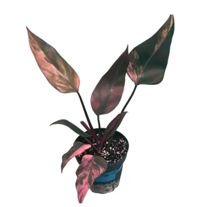 Variegated Philodendron Strawberry Shake Live Plant - Rare Pink Aroid Houseplant - Image 1