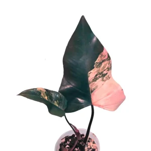 Variegated Philodendron Strawberry Shake Live Plant - Rare Pink Houseplant - Image 1