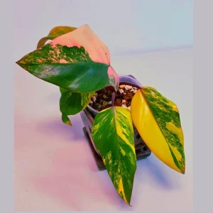 Variegated Philodendron Strawberry Shake Live Plant - Pink Philodendron Houseplant - Image 1