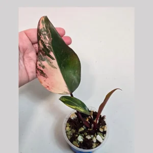 Variegated Philodendron Strawberry Shake Live Plant - Rare Pink Aroid Houseplant - Image 1