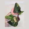 Variegated Philodendron Strawberry Shake Live Plant - Rare Indoor Pink Plant - Image 1