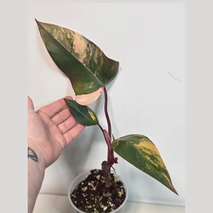 Variegated Philodendron Strawberry Shake Live Plant - Rare Pink Houseplant - Image 1