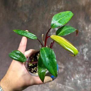 Variegated Philodendron Strawberry Shake Live Plant - Rare Indoor Collector - Image 1