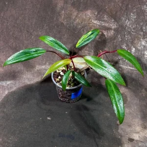 Variegated Philodendron Strawberry Shake Live Plant - Rare Collector Houseplant - Image 1