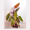Variegated Philodendron Strawberry Shake Live Plant - Rare Pink Collector Plant - Indoor Houseplant - Image 1
