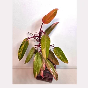 Variegated Philodendron Strawberry Shake Live Plant - Rare Pink Collector Plant - Indoor Houseplant - Image 1