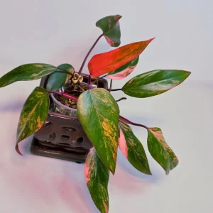 Variegated Philodendron Strawberry Shake Live Plant - Rare Pink Collector Houseplant - Image 1