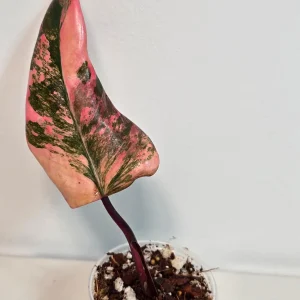 Variegated Philodendron Strawberry Shake Live Plant - Pink Philodendron Houseplant - Image 1