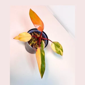 Variegated Philodendron Strawberry Shake Live Plant - Pink Aroid Houseplant - Image 1