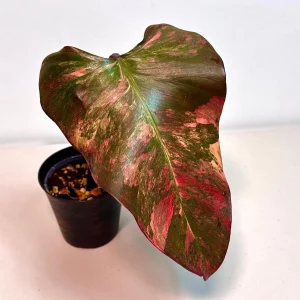 Variegated Philodendron Strawberry Shake Live Plant - Pink Philodendron Houseplant - Image 1