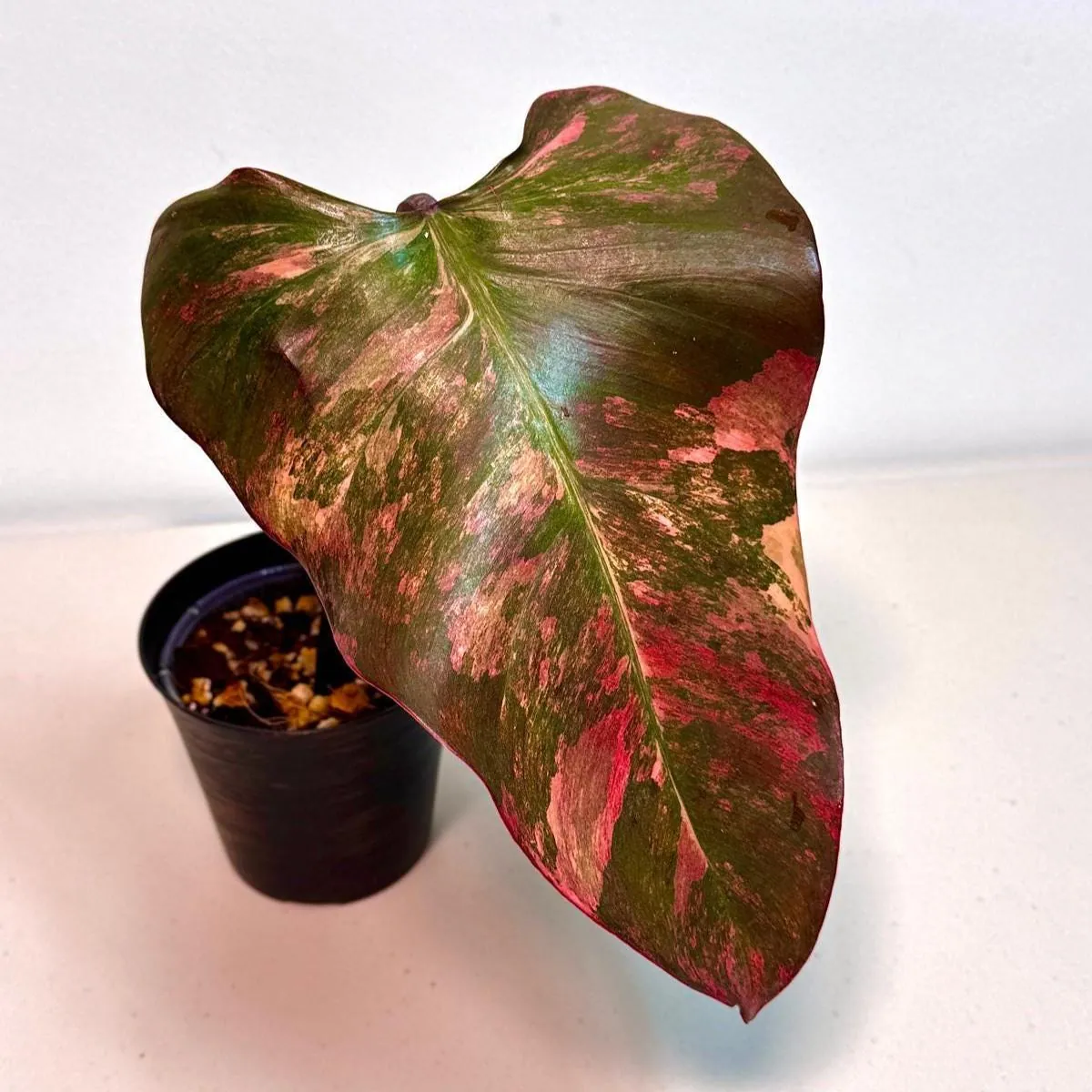 Variegated Philodendron Strawberry Shake Live Plant - Pink Philodendron Houseplant - Image 1