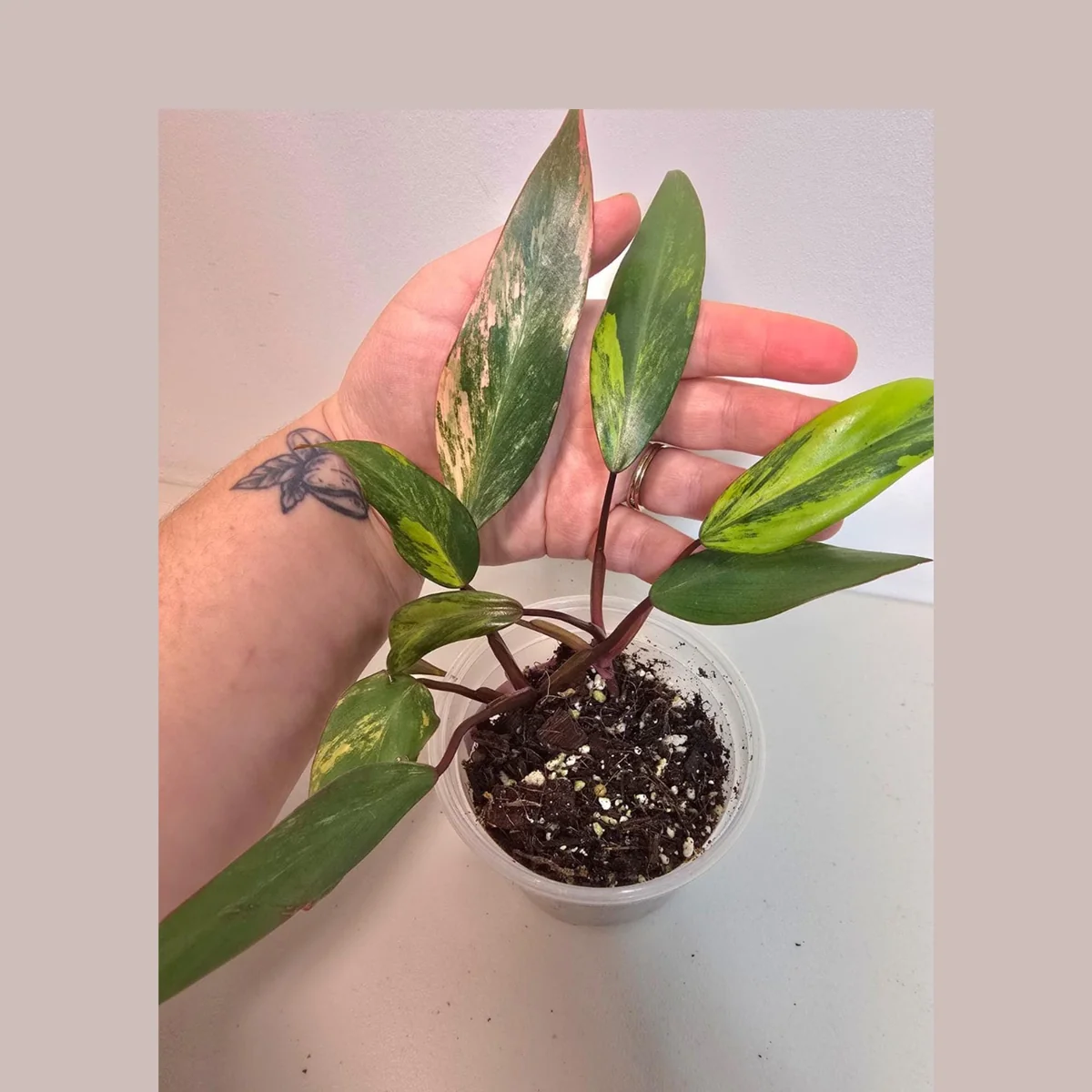 Variegated Philodendron Strawberry Shake Live Plant - Rare Pink Aroid Houseplant - Image 1