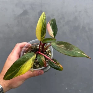 Variegated Philodendron Strawberry Shake Live Plant - Rare Houseplant - Image 1