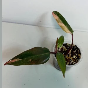 Variegated Philodendron Strawberry Shake Live Plant - Rare Indoor Aroid - Image 1