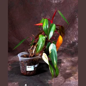 Variegated Philodendron Strawberry Shake Live Plant - Rare Indoor Houseplant - Image 1
