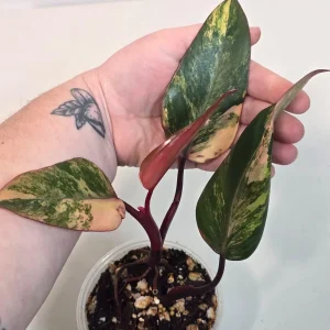 Variegated Philodendron Strawberry Shake Live Plant - Rare Pink Houseplant - Image 2