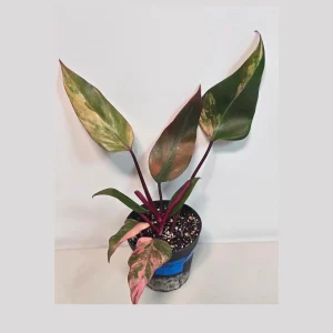 Variegated Philodendron Strawberry Shake Live Plant - Rare Pink Aroid Houseplant - Image 2