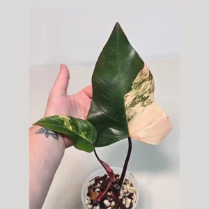 Variegated Philodendron Strawberry Shake Live Plant - Rare Pink Houseplant - Image 2