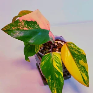 Variegated Philodendron Strawberry Shake Live Plant - Pink Philodendron Houseplant - Image 2