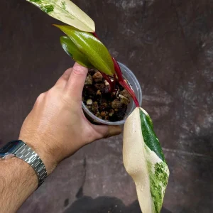 Variegated Philodendron Strawberry Shake Live Plant - Rare Pink Houseplant - Image 2